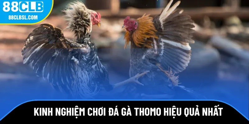 Kinh nghiệm chơi đá gà Thomo hiệu quả nhất