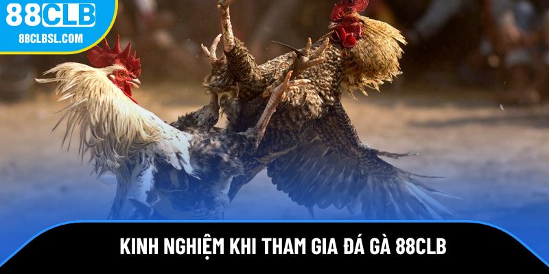 Kinh nghiệm khi tham gia đấu kê
